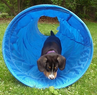 Agility Pipe tunnel